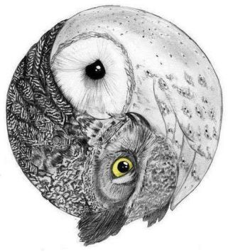 owl yin yang